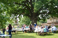 Picknick unter der Eiche